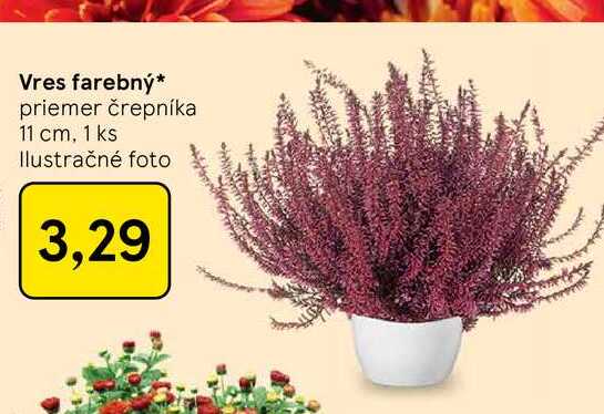 Vres farebný priemer črepníka 11 cm, 1 ks
