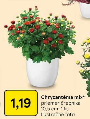 Chryzantéma mix priemer črepníka 10,5 cm, 1 ks