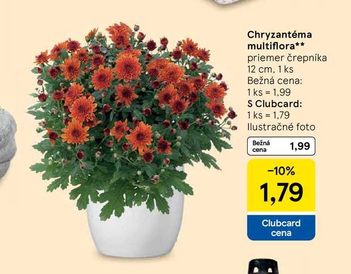 Chryzantéma multiflora priemer črepníka 12 cm, 1 ks