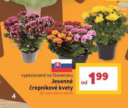 Jesenné črepníkové kvety